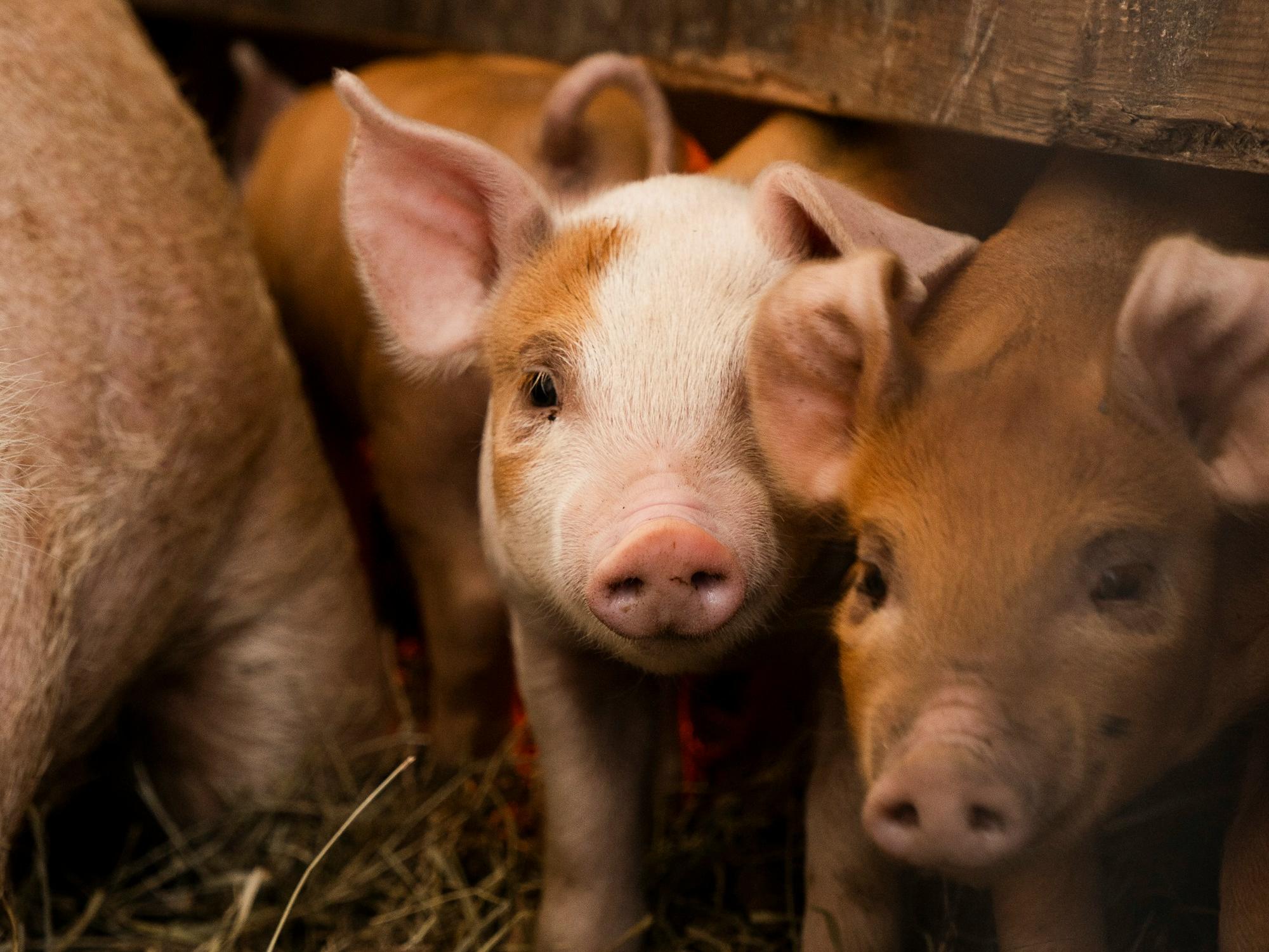 北京养猪学习工具软件开发，一键掌握养猪知识