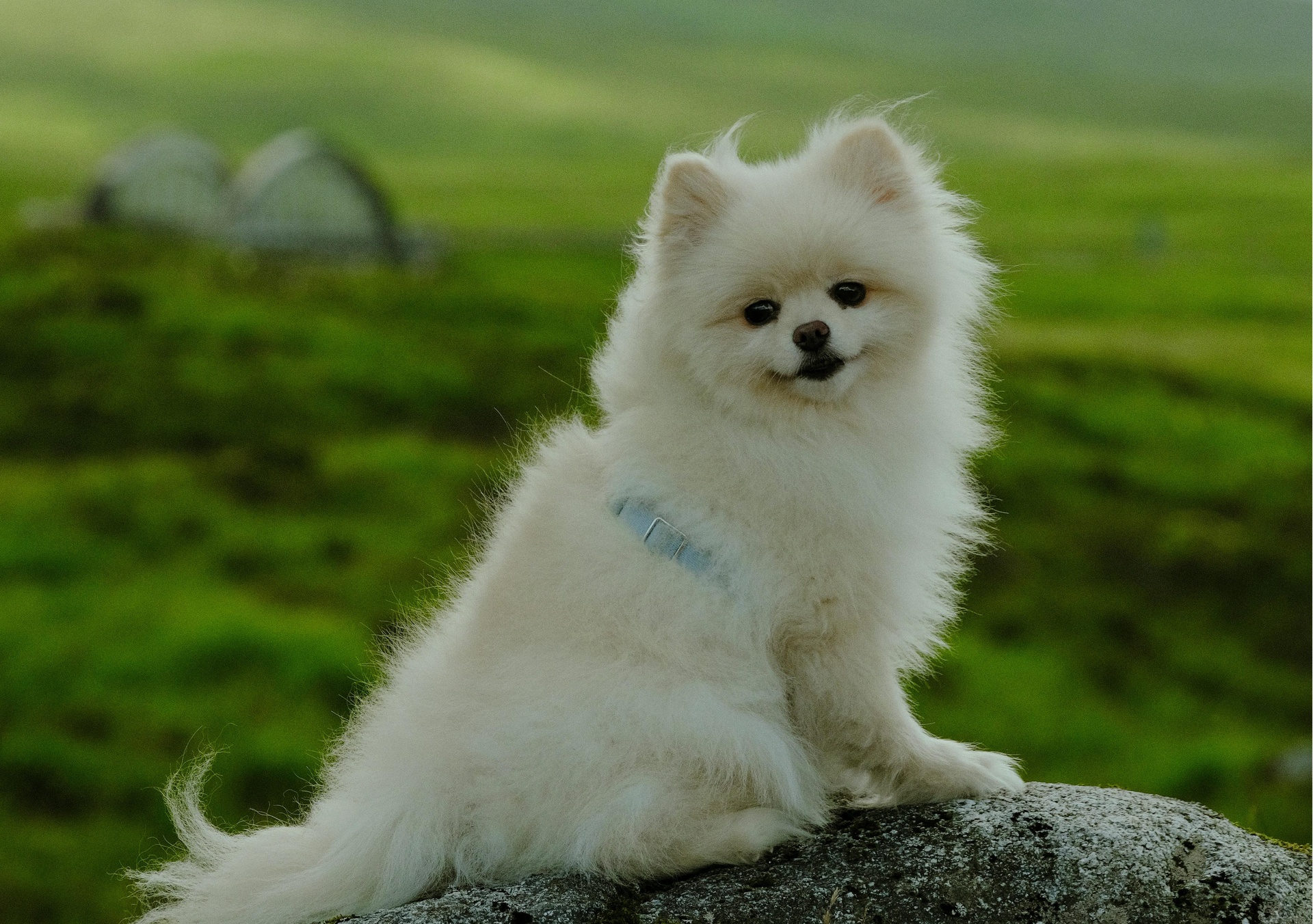 石家庄宠物拼车托运App开发，塑造拼车“它经济”