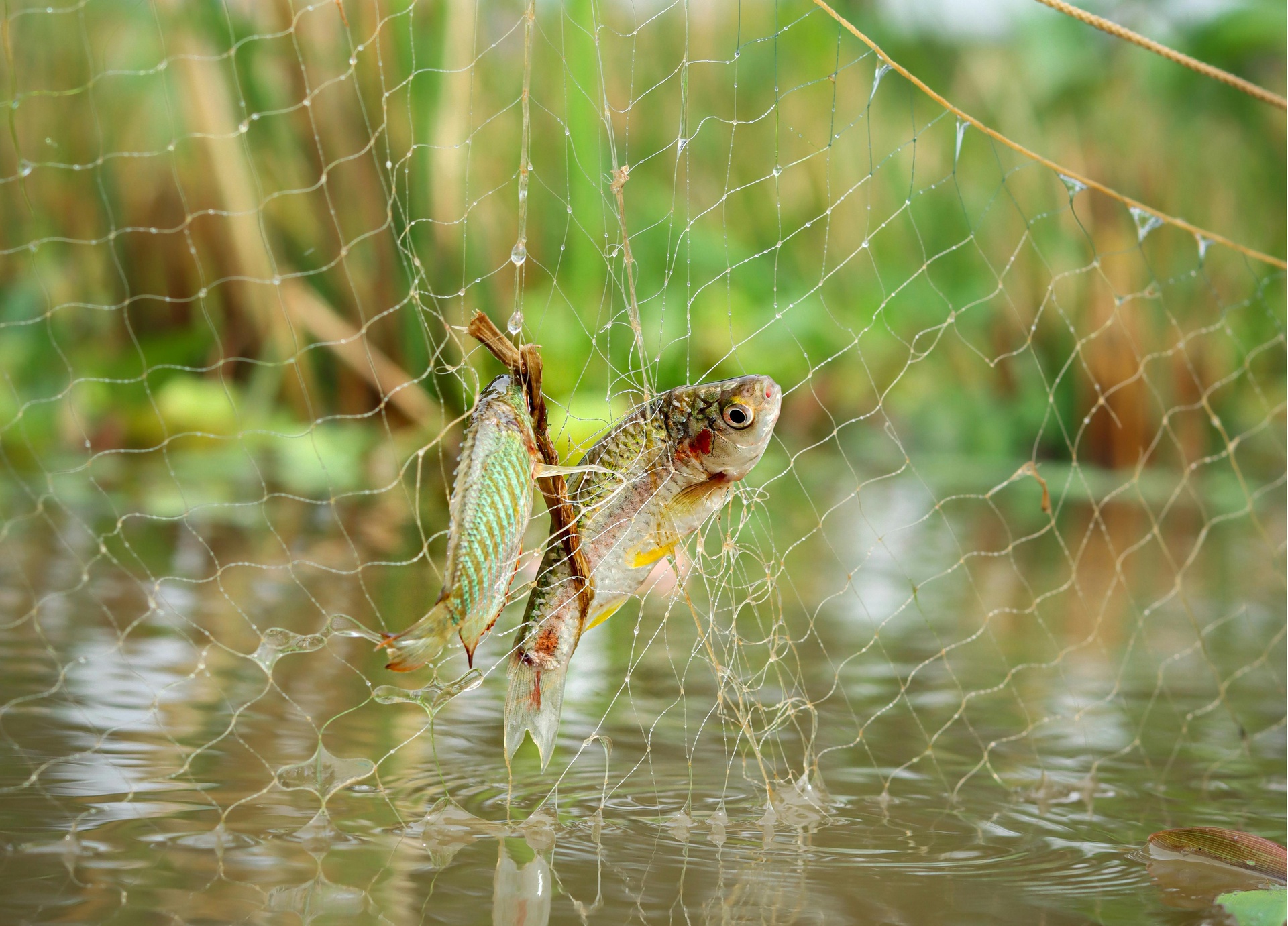 保定水产品信息资讯平台App开发的功能介绍
